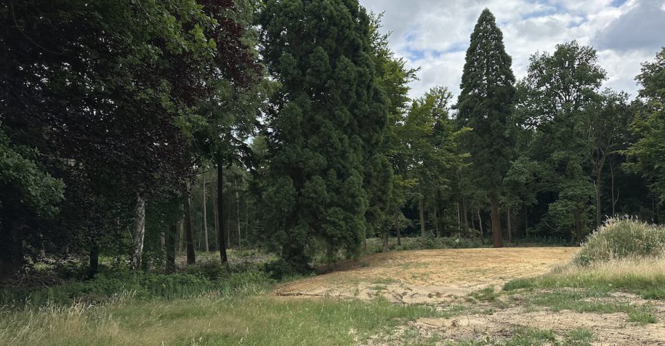 Blick in den Hauseter Wald